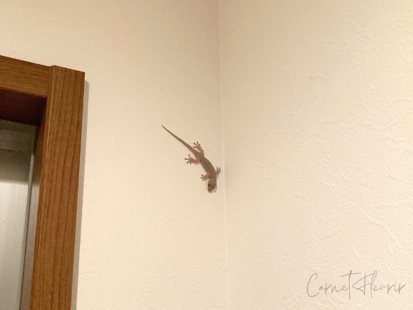 壁にくっついて固まるヤモリ