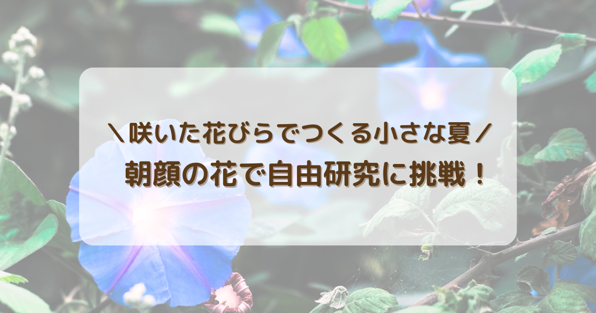 朝顔アート】小学生でも作れる◎簡単な工程を写真付きで紹介｜自由研究 