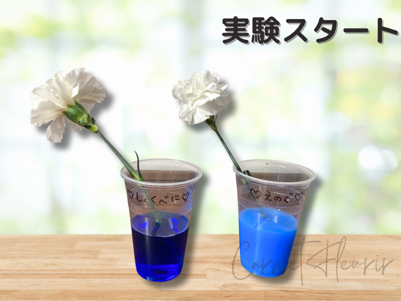 白いカーネーションを青い色水(食紅と絵の具)に入れて実験をスタートした様子