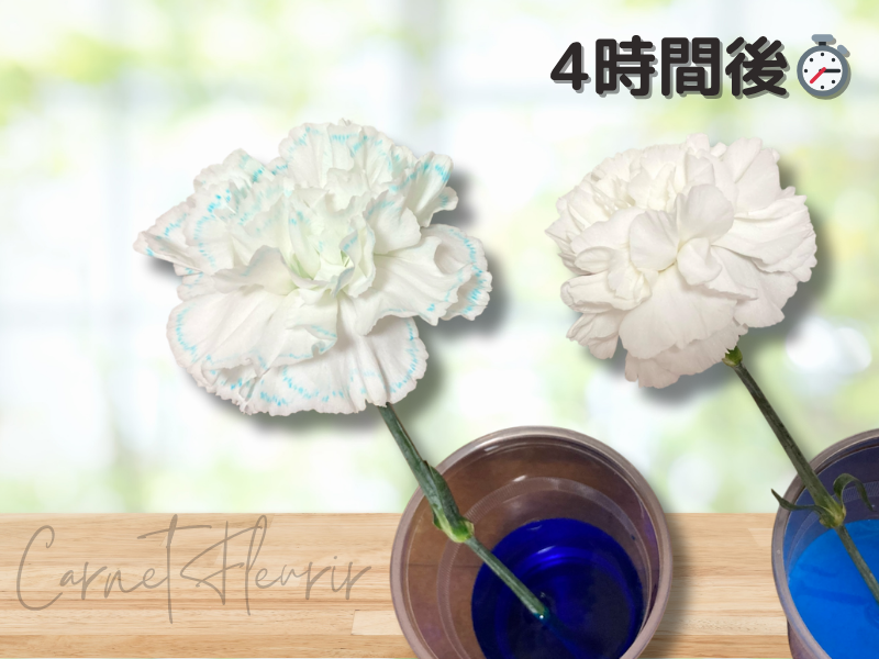 「4時間後のカーネーション。左の花びらのふちにうっすら青色が見え始めている」