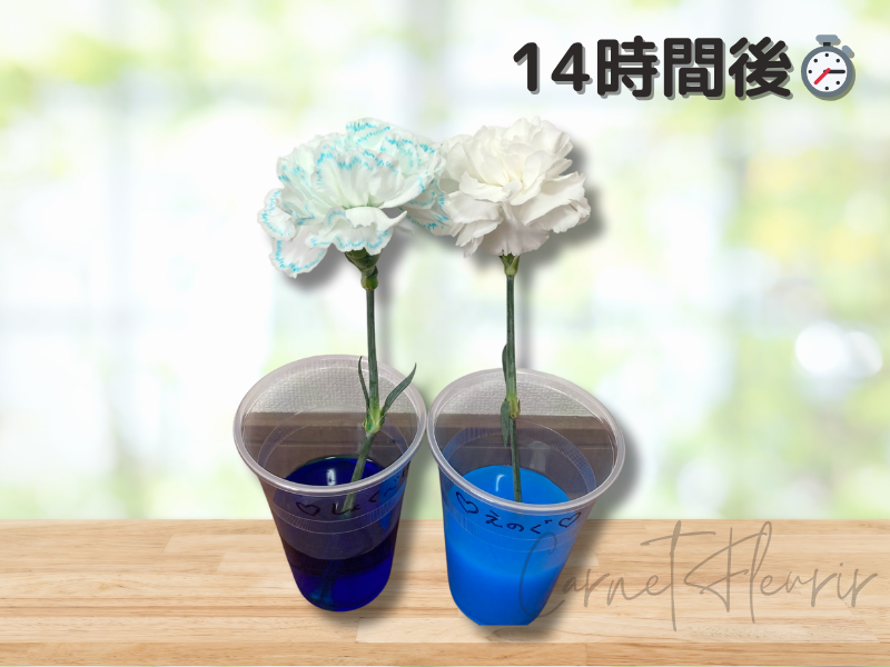 「14時間後のカーネーション。左の花びらがより青くなり、色の違いがはっきりしてきた」