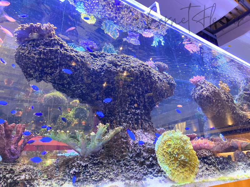 よみうりランドHANA・BIYORIのアクアリウム。カラフルな魚が泳ぐ幻想的な水槽