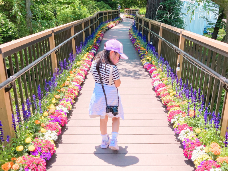 色とりどりの花に囲まれた木道を歩く女の子の後ろ姿