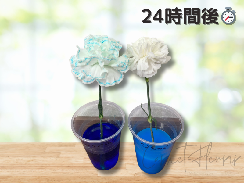 「24時間後のカーネーション。左はしっかり青く染まり、右は変化がほとんど見られない」