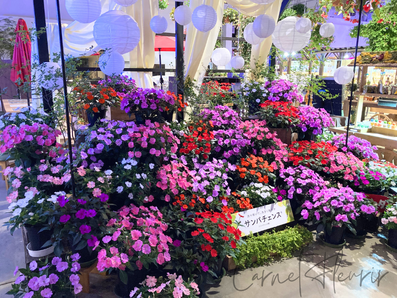 HANA・BIYORI館内のサンパチェンスの花壇と白い提灯。季節の花で彩られた癒しの空間