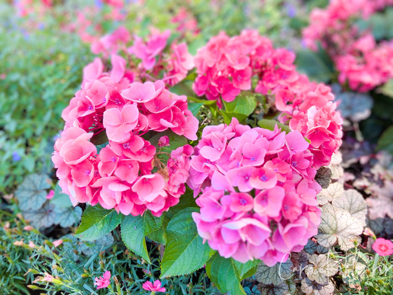HANA・BIYORIの庭園に咲くピンクの紫陽花のクローズアップ