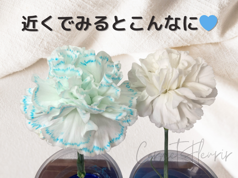 「カーネーションの花を近くで撮影。花びらのふちに青色がくっきりと出ている」