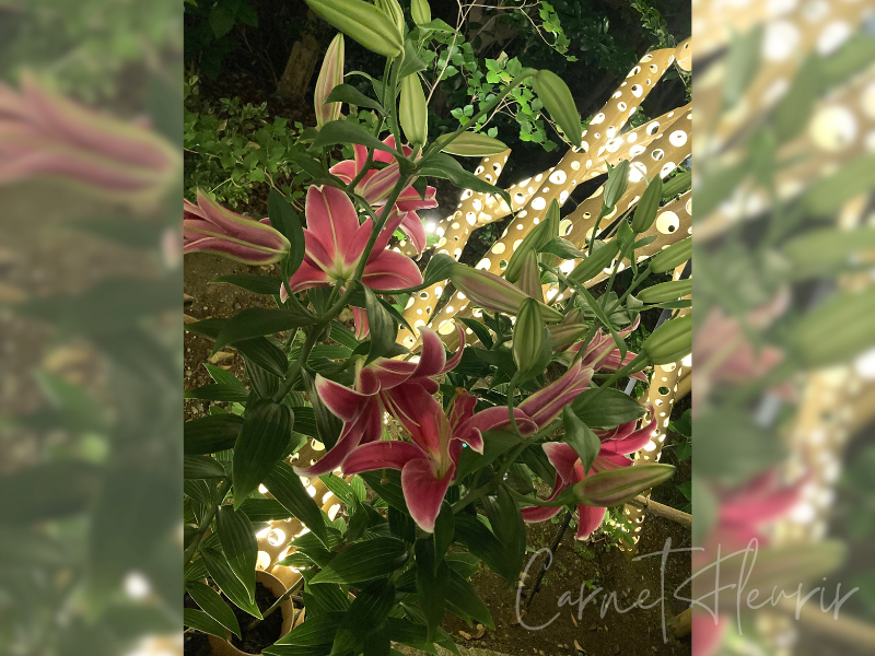 夜のHANA・BIYORIでライトアップされたユリの花。幻想的なイルミネーションとともに咲く