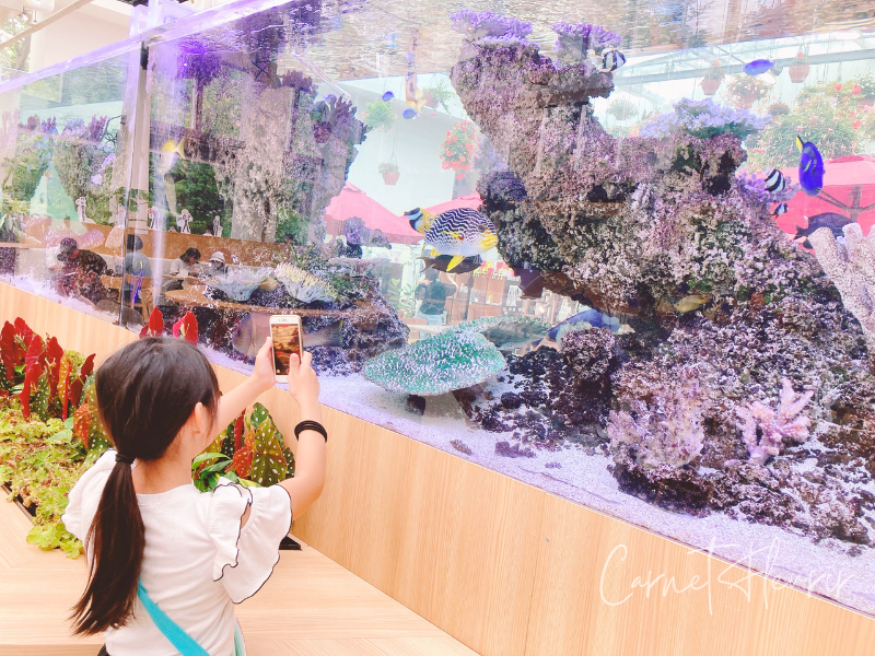 8mの大きな水槽の前で魚の写真を撮る女の子