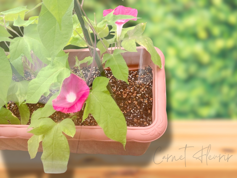 プランターで育ったピンク色の朝顔の花。摘みたての花を工作に使います