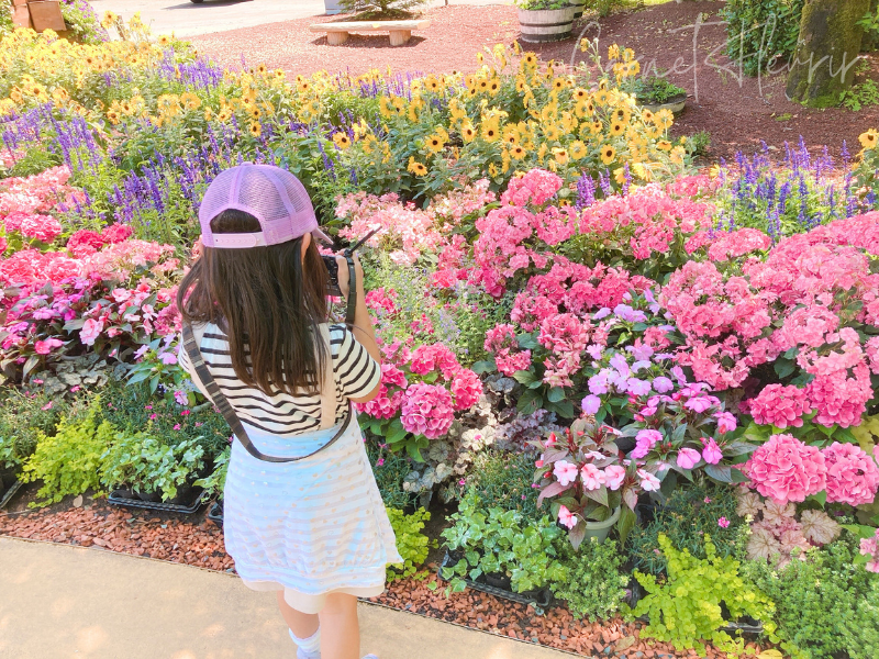 満開の紫陽花や花々にカメラを向ける子ども