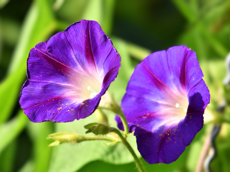 紫色の朝顔の花。花びらの中心が白く、夏の光に照らされて咲いている