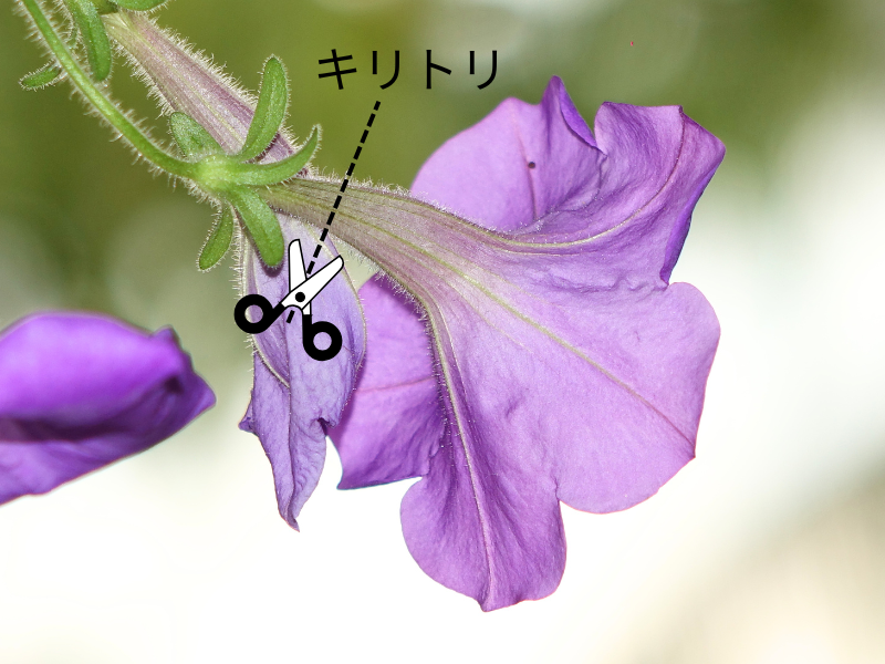 朝顔の花の摘み方を示したイラスト付きガイド写真