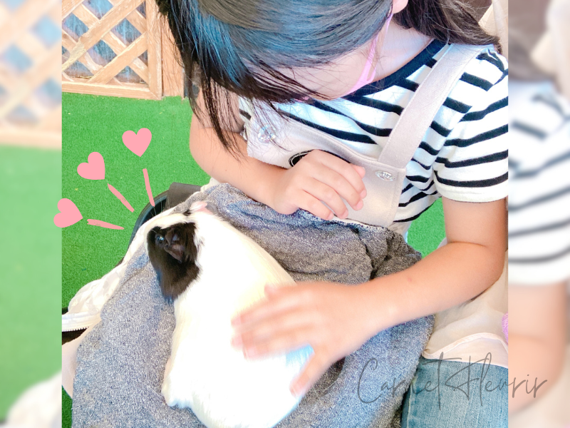 ふれあい体験でモルモットを撫でている女の子