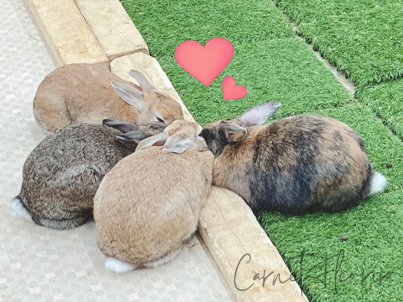 ふれあい動物園で寄り添って眠る4匹のうさぎたち。まるまるとした背中が可愛らしく癒しの光景。