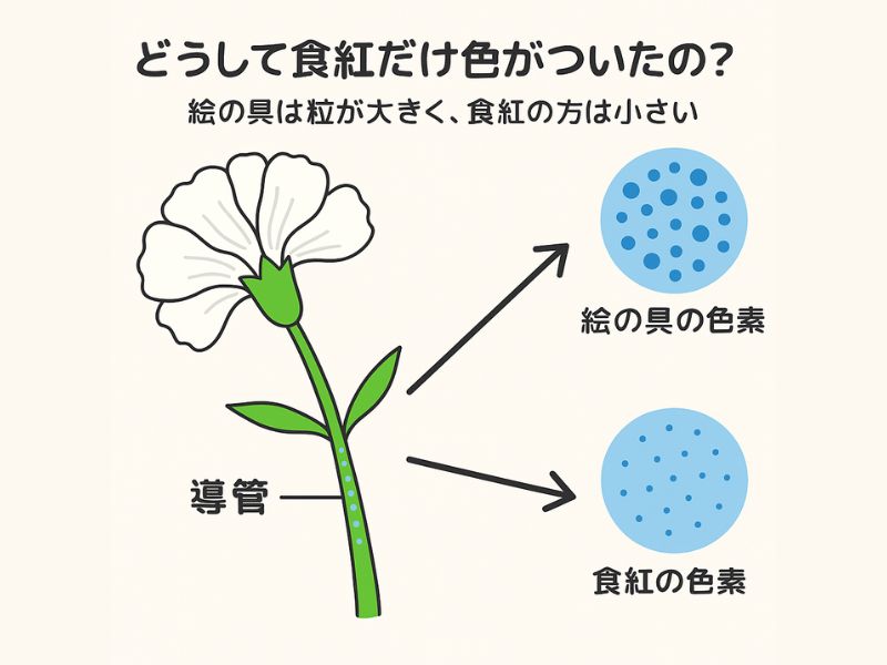 茎の中の導管に小さな色素が入り込む様子を示したイラスト。大きな絵の具の粒と、小さな食紅の粒が対比されている図