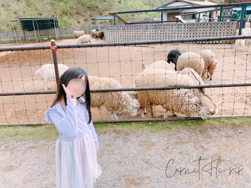 東京ドイツ村のひつじエリアの前でポーズをとる女の子