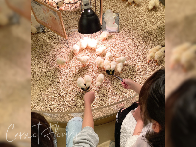 「Moff animal cafe」で、ひよこにおやつをあげる体験。専用スプーンでそっと差し出すと、ふわふわのひよこたちが集まってくる様子