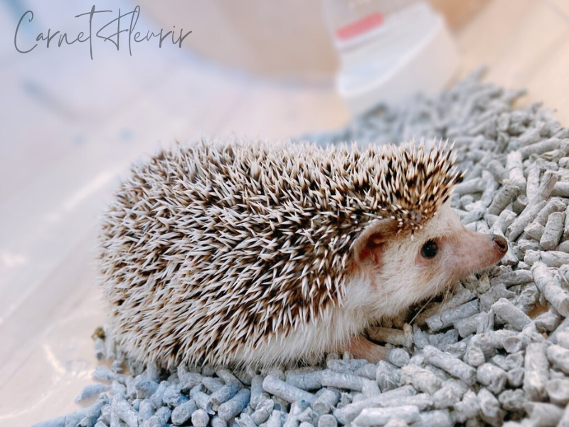 ドイツ村のふれあい王国にいるハリネズミ。