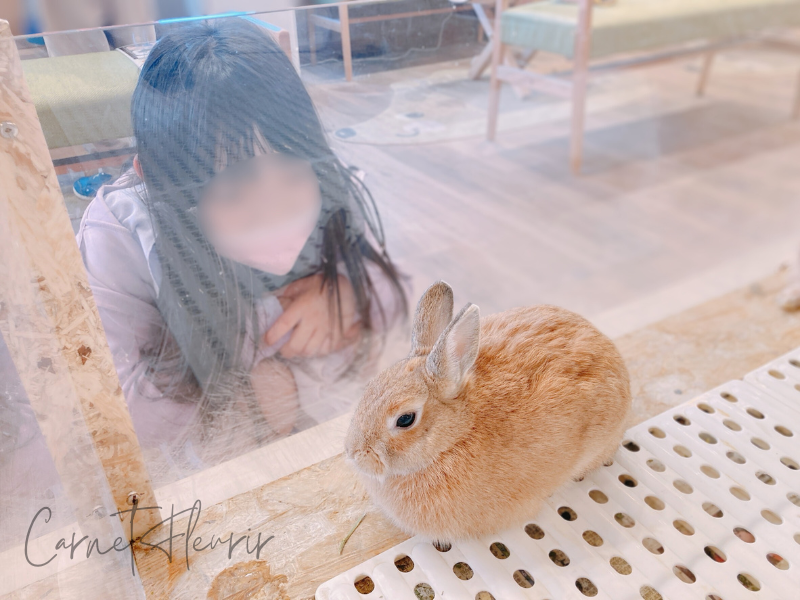 ガラス越しにうさぎを見つめる女の子の様子
