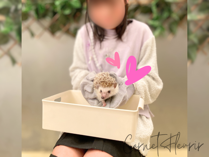 ヨツユビハリネズミをグローブ越しにそっと抱っこ。つぶらな瞳とちょこんと出た足が愛らしく、子どもも思わずうっとり♪