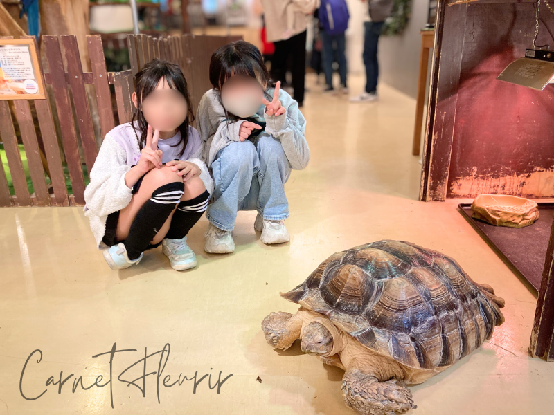 ゆっくり歩く大きなケヅメリクガメと記念撮影する子どもたち。堂々とした姿に思わず少し距離を取る様子も微笑ましい。