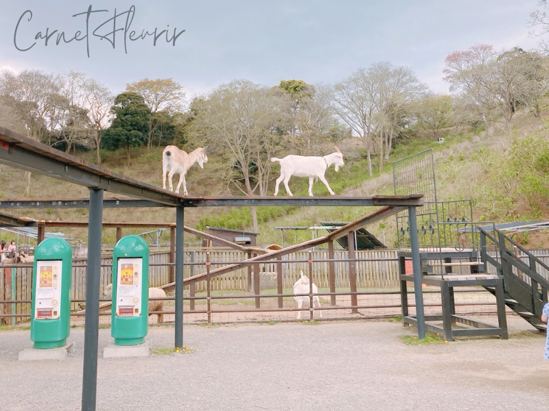東京ドイツ村・こども動物園で空中通路を歩くヤギたちの様子。飼育スペース全体の雰囲気もわかる写真