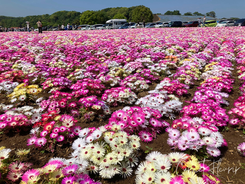 東京ドイツ村・ピンクや白のデイジーが一面に広がる春の花畑。遠くには来園者の姿も