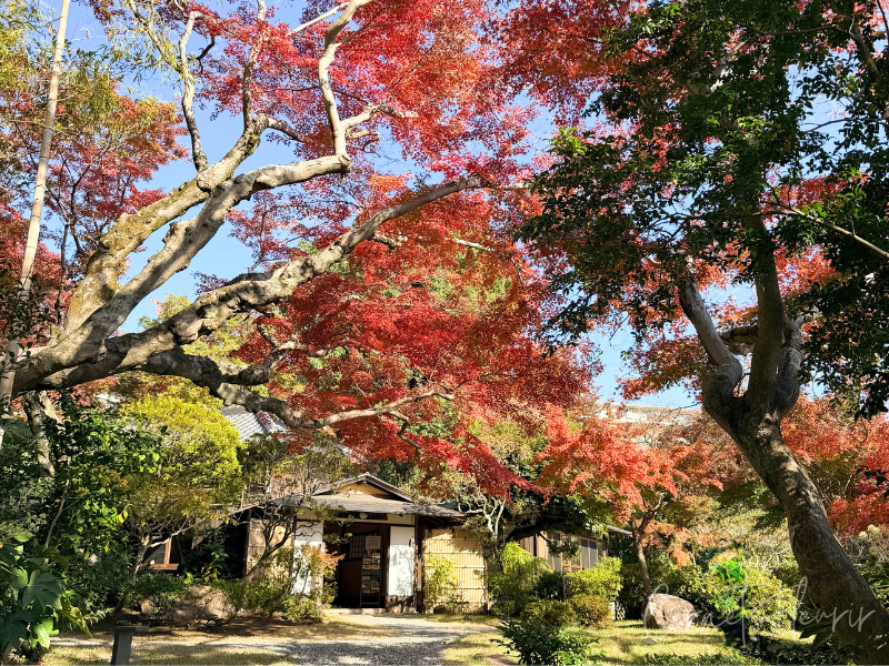 秋の皆春荘と庭園の様子。紅葉が見頃。