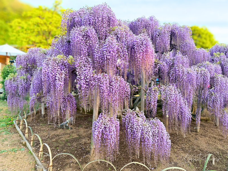 満開の紫藤が咲き誇る様子。