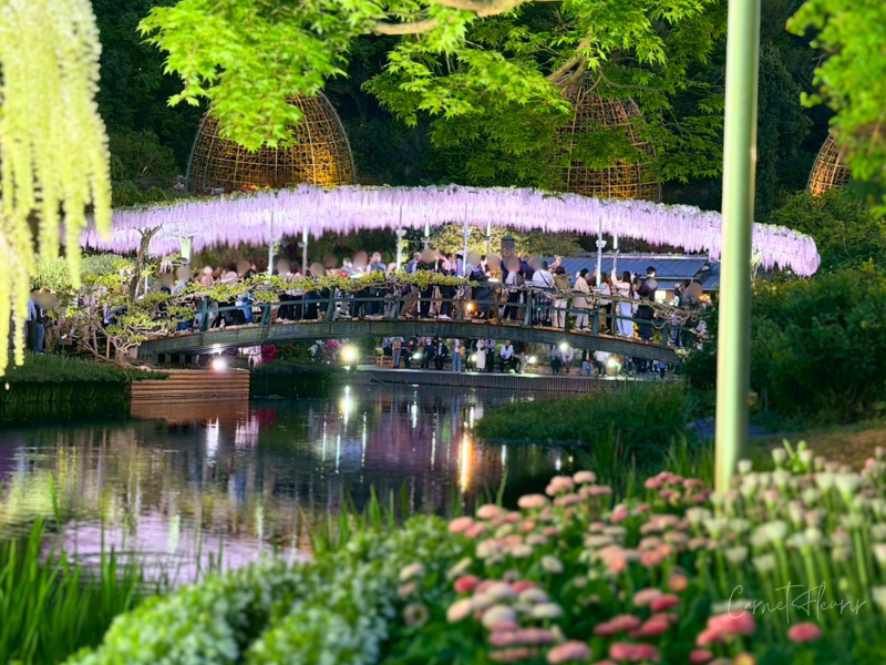 ライトアップされたうす紅橋。橋を渡る人々が多いことが見て取れる。