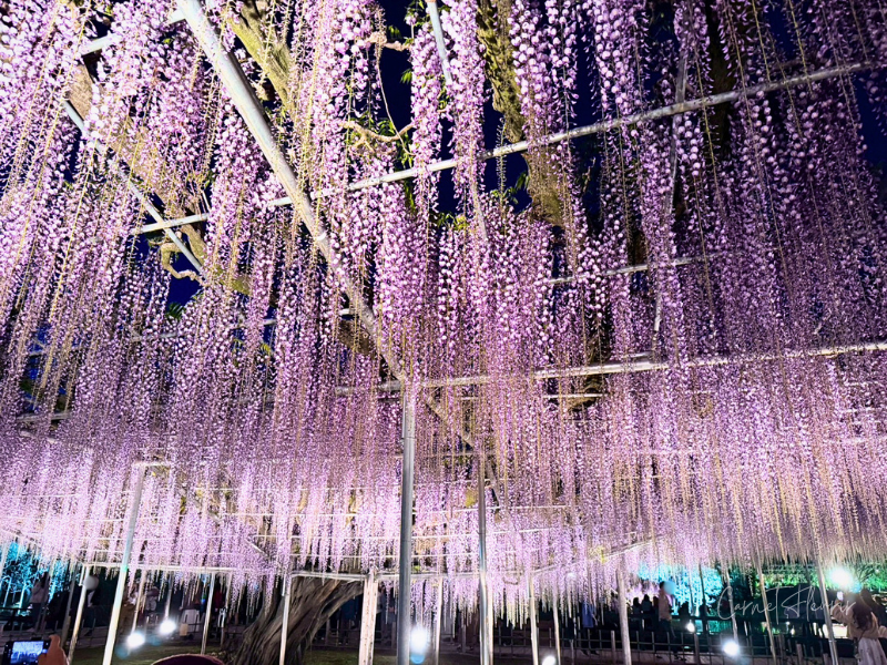 ライトアップされた大長藤。光の濃淡がオーロラのように見える。