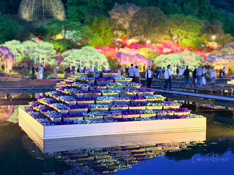 水辺に浮かぶ花のピラミッドと背景にはライトアップされたツツジの海。