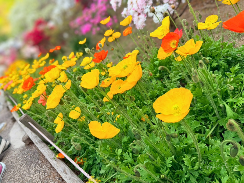 黄色とオレンジ色のポピーが広がっている。