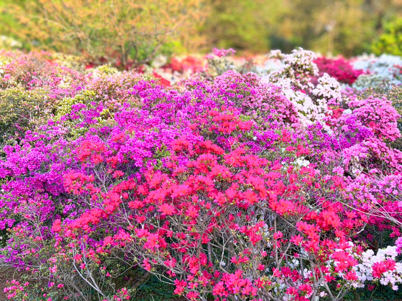 フラワーパーク内にある「ツツジの海」の様子。紫、ピンク、白など色とりどりのツツジが植わっている。
