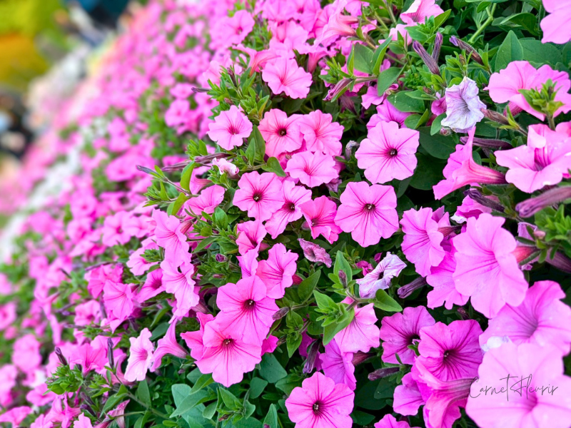 ピンクのペチュニアが地面いっぱいに広がっている様子。