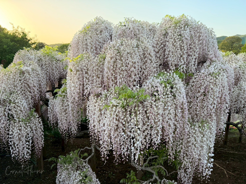 満開のうす紅の藤が映っている。日が暮れて白みがかって見える。