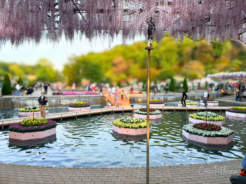 フラワーパーク内にある「うす紅の棚」から水辺を映した様子。