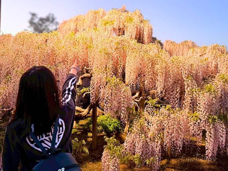 娘が満開のうす紅藤を指さす様子。