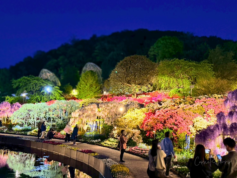 日が暮れてライトアップされた「ツツジの海」の様子。