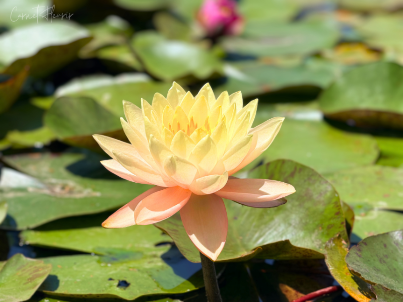 尾根見(おねみ)の池に咲くスイレンの花