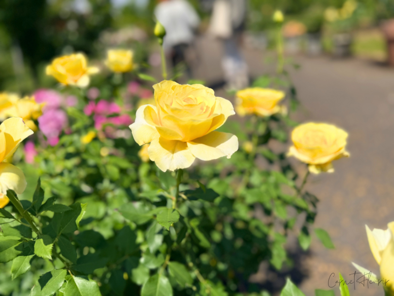 黄色の鉢バラが開花している写真。